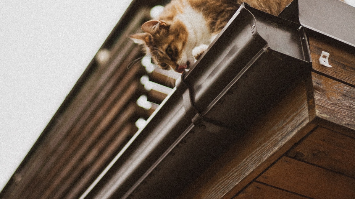 guttering with cat
